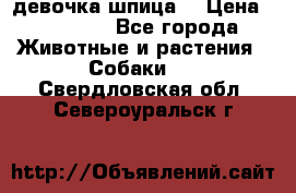 девочка шпица  › Цена ­ 40 000 - Все города Животные и растения » Собаки   . Свердловская обл.,Североуральск г.